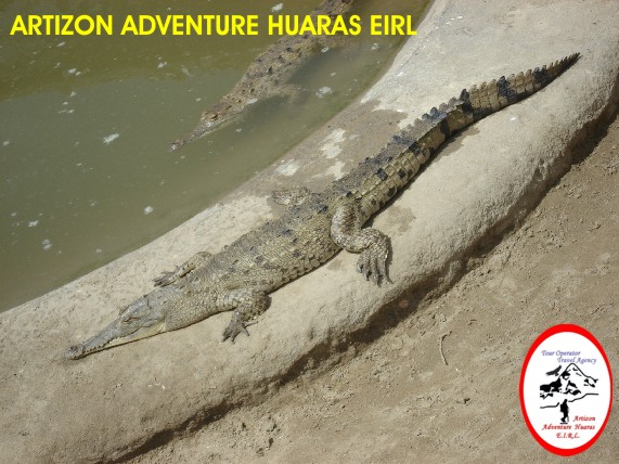 Cocodrilo Americano en los Manglares de Tumbes